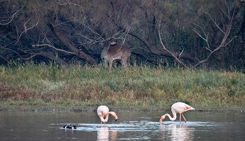 Daina. (Dama dama),Flamenc (Phoenicopterus ruber)