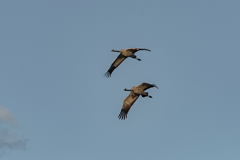 Grues (Grus grus)
