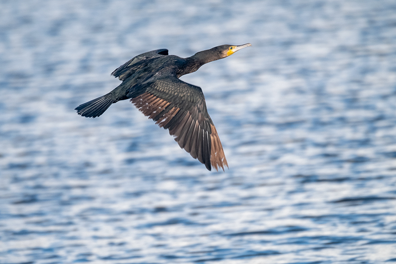 Corb marí gros (Phalacrocorax carbo)