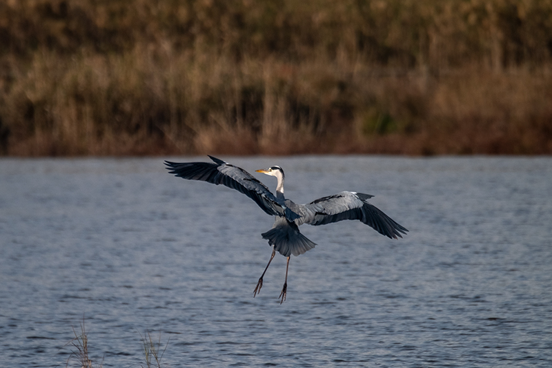 Bernat pescaire (Ardea cinerea)