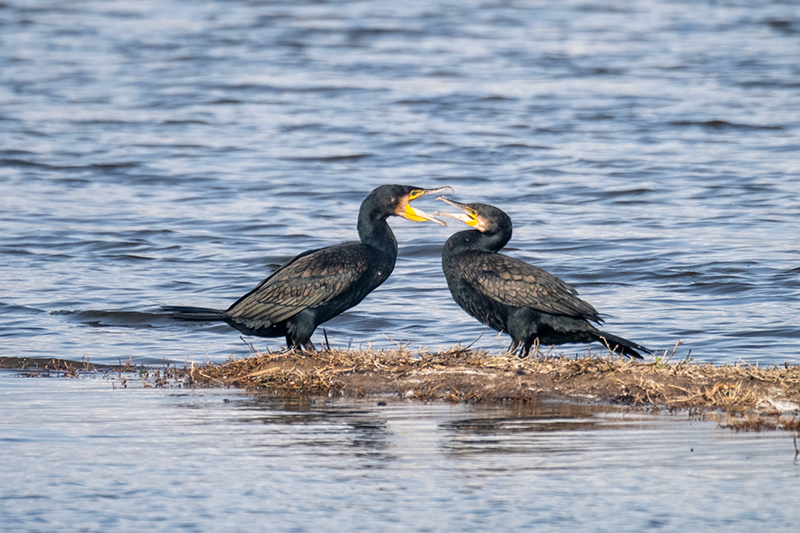 Corb marí  (Phalacrocorax carbo)