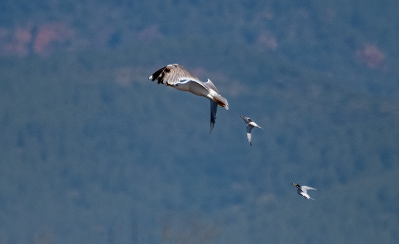 Gavià argentat (Larus michahellis) i Xatrac menut (Sterna albifrons)