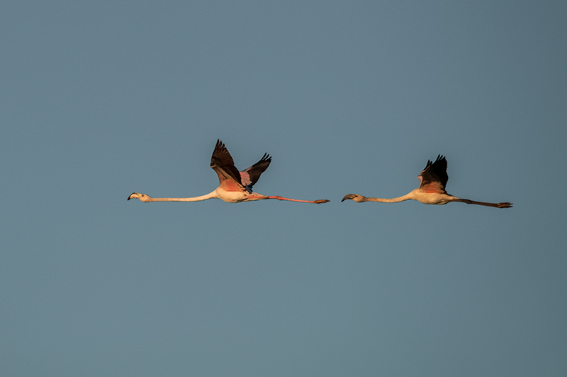 Flamenc (Phoenicopterus ruber)