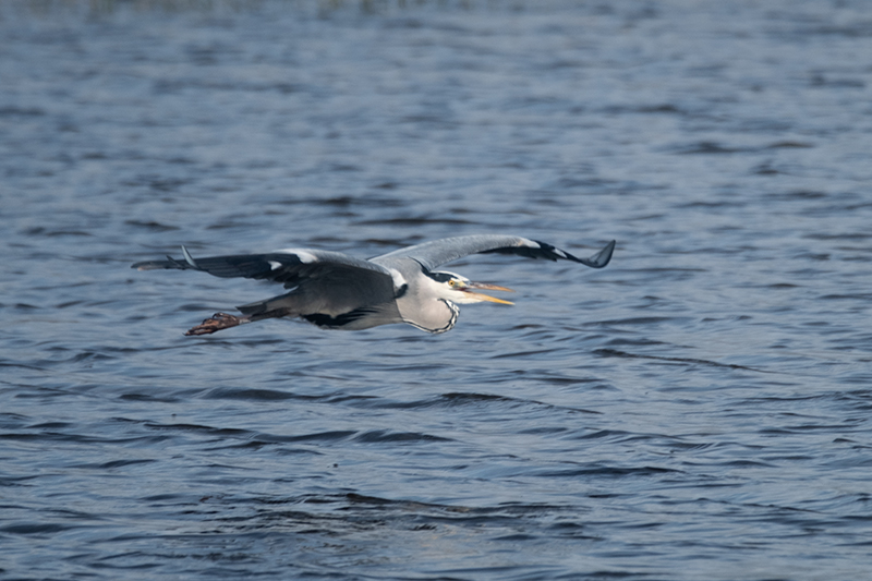 Bernat pescaire (Ardea cinerea)