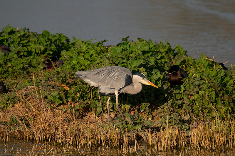 Bernat pescaire (Ardea cinerea)