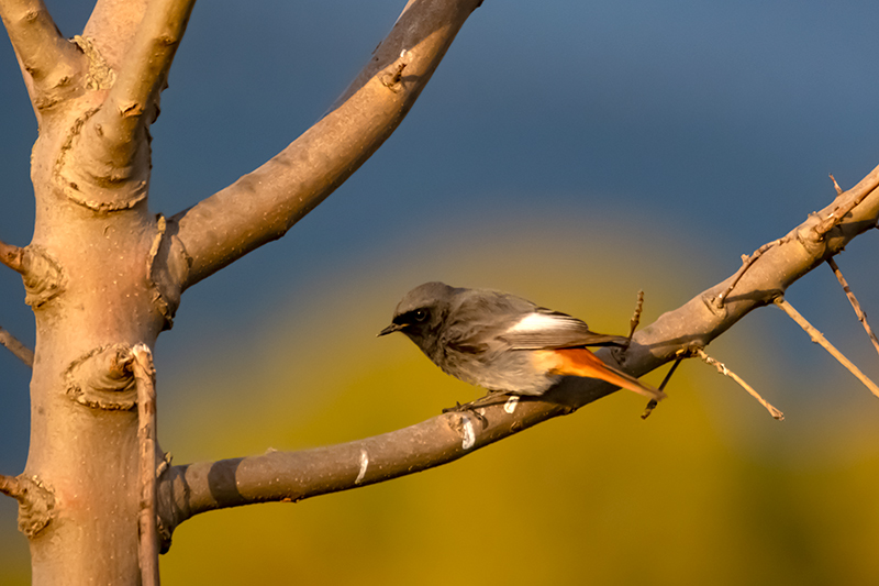 Cotxa fumada (Phoenicurus ochruros)