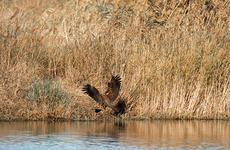 Arpella vulgar (Circus aeruginosus)