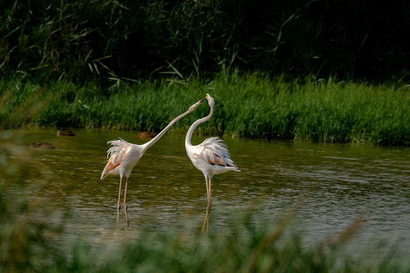 Flamenc. Phoenicopterus ruber