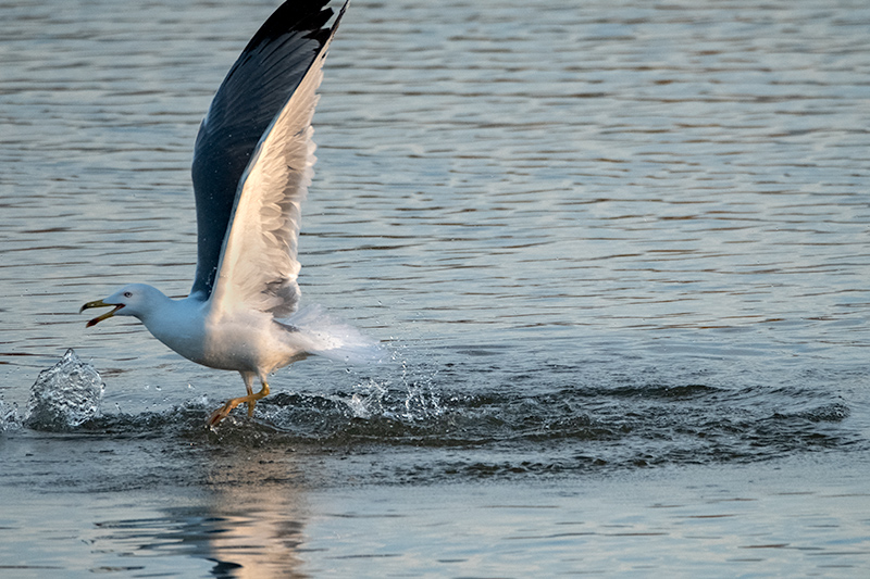 Gavià argentat (Larus michahellis)