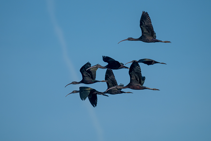 Capó reial ( Plegadis fascinellus )