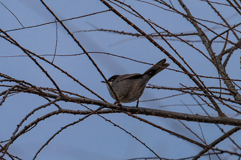 Tallarol capnegre (Sylvia melanocephala)