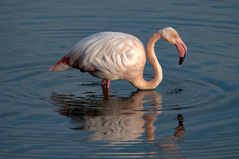 Flamenc (Phoenicopterus ruber).