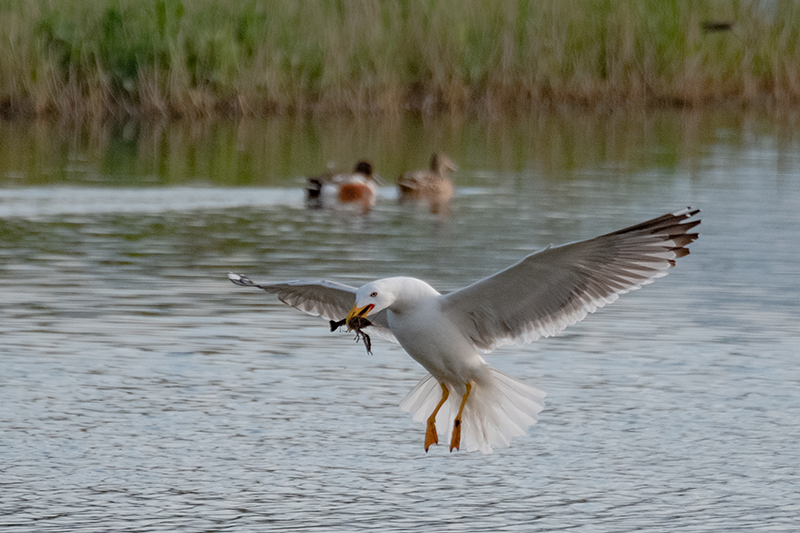 Gavià argentat (Larus michahellis)