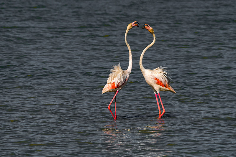 Flamenc. Phoenicopterus ruber