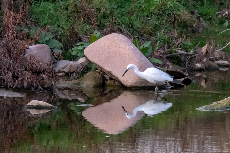 Martinet blanc (Egretta garzetta)