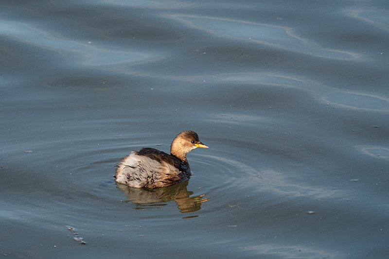 Cabusset (Tachybaptus ruficollis)