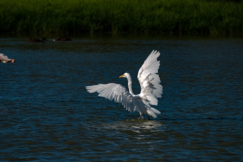 Agró blanc (Ardea alba)