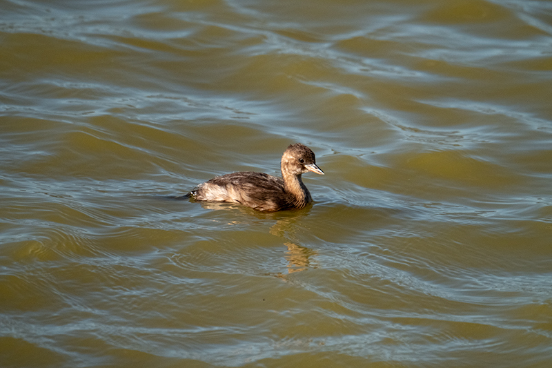 Cabusset (Tachybaptus ruficollis)