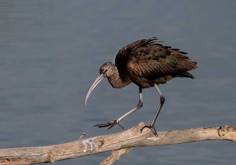 Capó reial, (plegadis falcinellus)