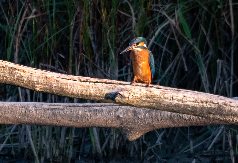 Blauet (Alcedo atthis)