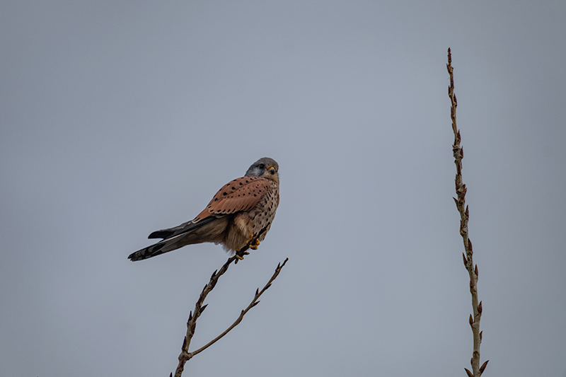 Xoriguer comú (Falco tinnunculus)