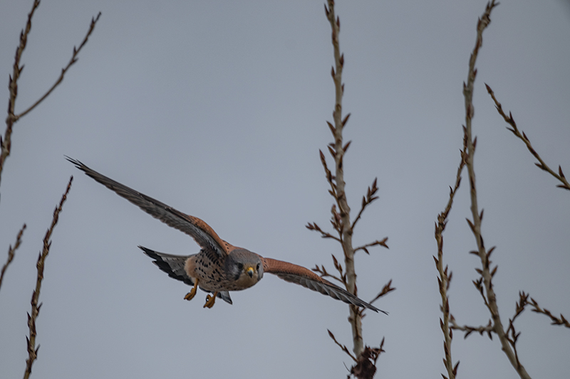 Xoriguer comú (Falco tinnunculus)