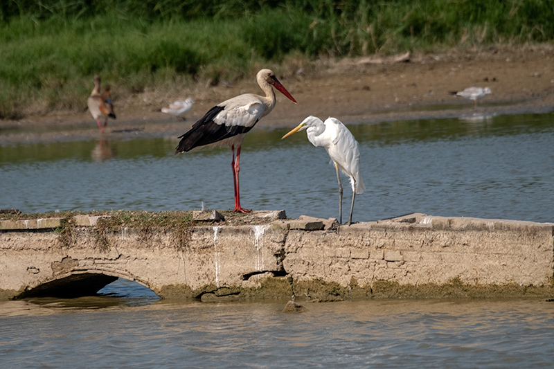 Cigonya (Ciconia ciconia)Agró blanc (Ardea alba)