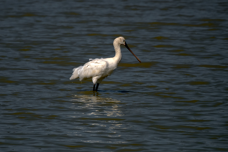 Bec planer (Platalea leucorodia)