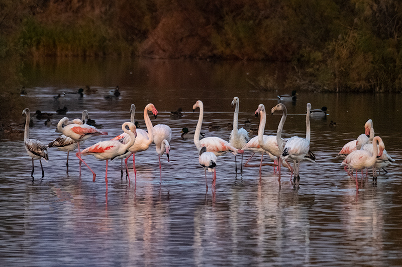 Flamenc (Phoenicopterus ruber).