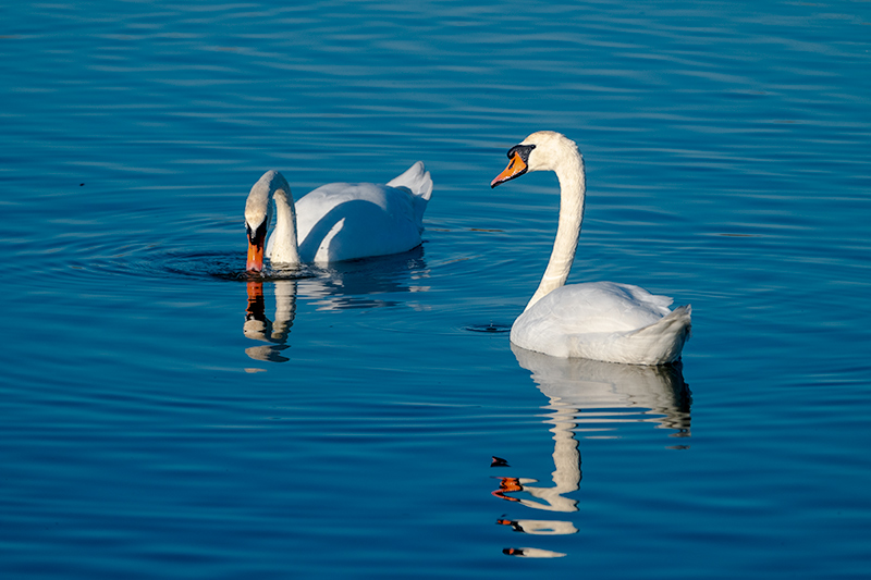 Cigne mut (Cygnus olor)