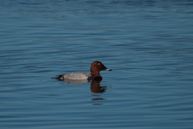 Morell de cap-roig (Aythya ferina)