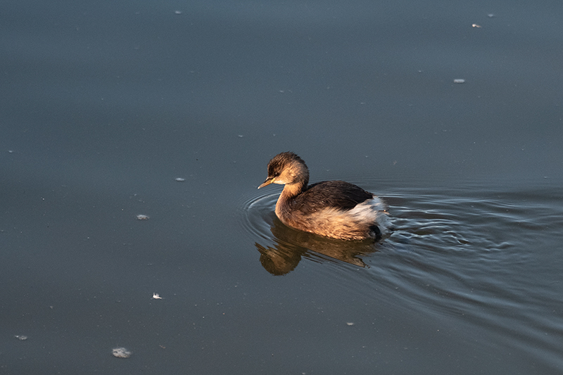 Cabusset (Tachybaptus ruficollis)