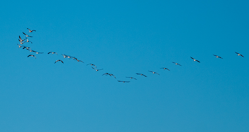 Grues (Grus grus)