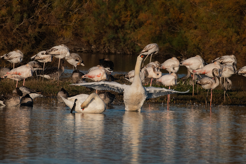 Cigne mut (Cygnus olor)