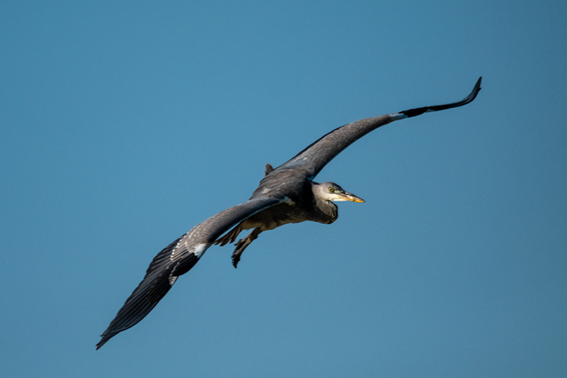 Bernat pescaire (Ardea cinerea)