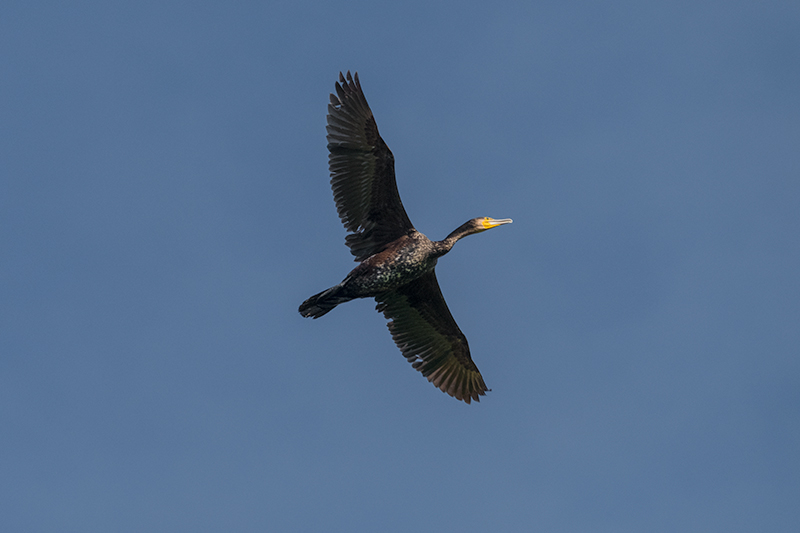 Corb marí gros (Phalacrocorax carbo)