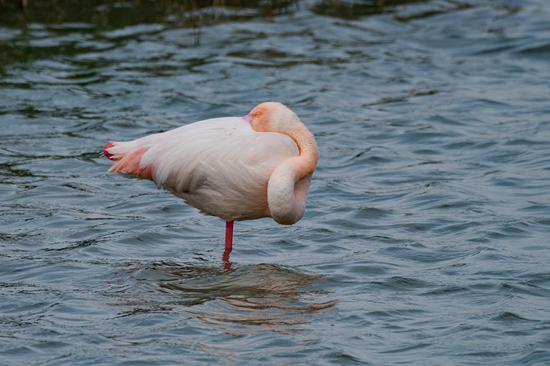 Flamenc (Phoenicopterus ruber).