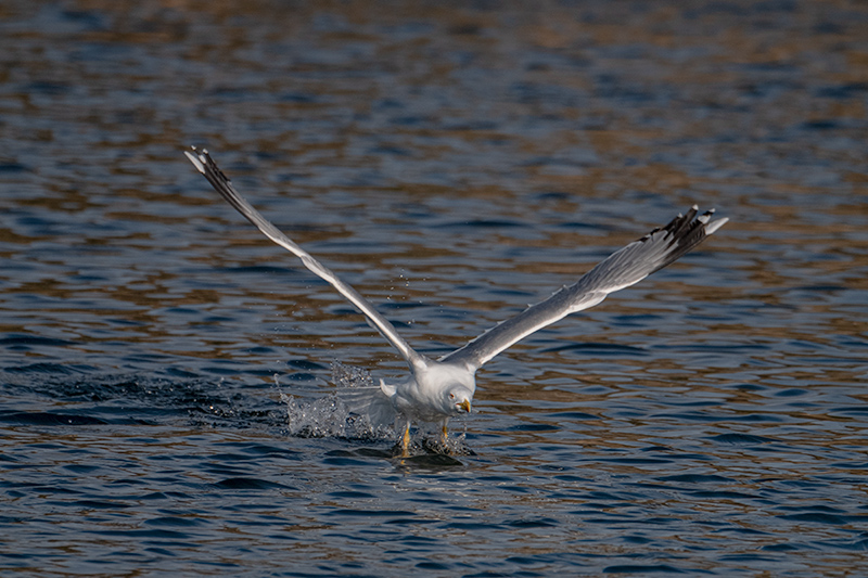 Gavià argentat (Larus michahellis)