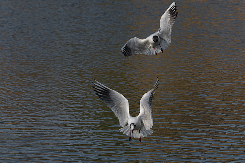 Gavina vulgar (Larus ridibundus)