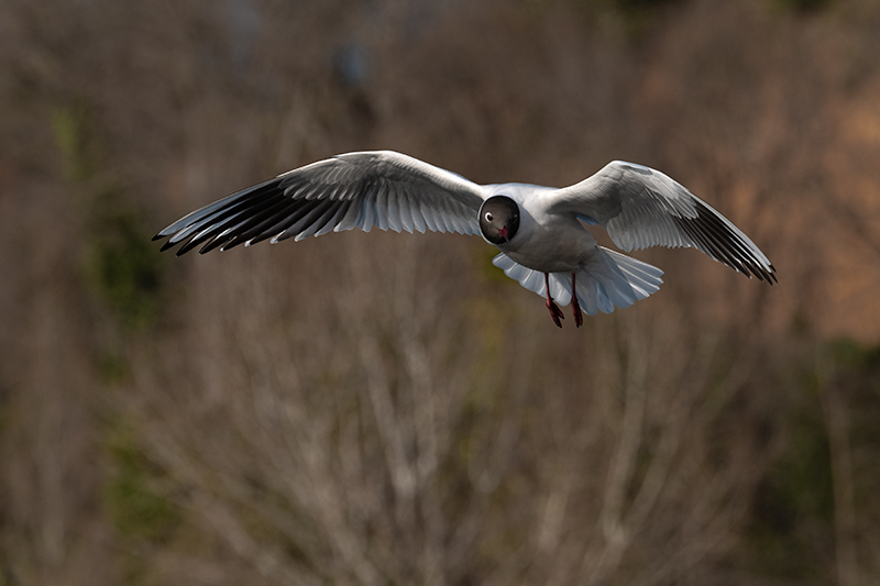 Gavina vulgar (Larus ridibundus)