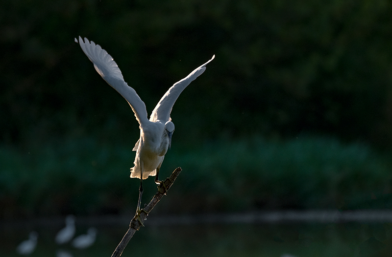 Martinet blanc (Egretta garzetta)