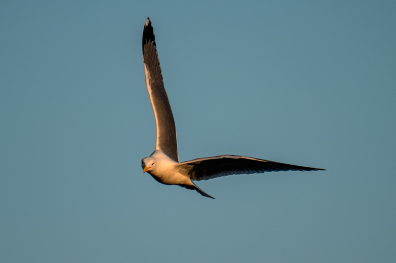 Gavià argentat (Larus michahellis)