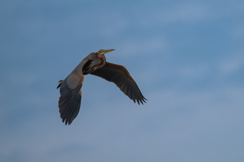 Agró roig (Ardea purpurea)