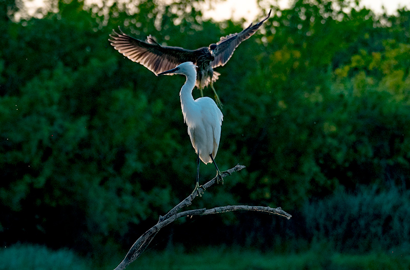 Jove de Martinet de nit (Nycticorax nycticorax) Martinet blanc (Egretta garzetta)