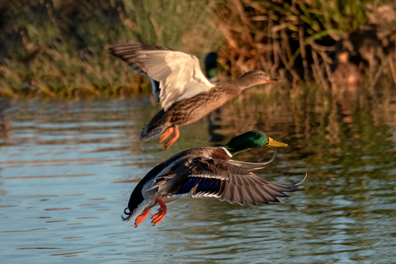 Ànec collverd (Anas platyrhynchos)