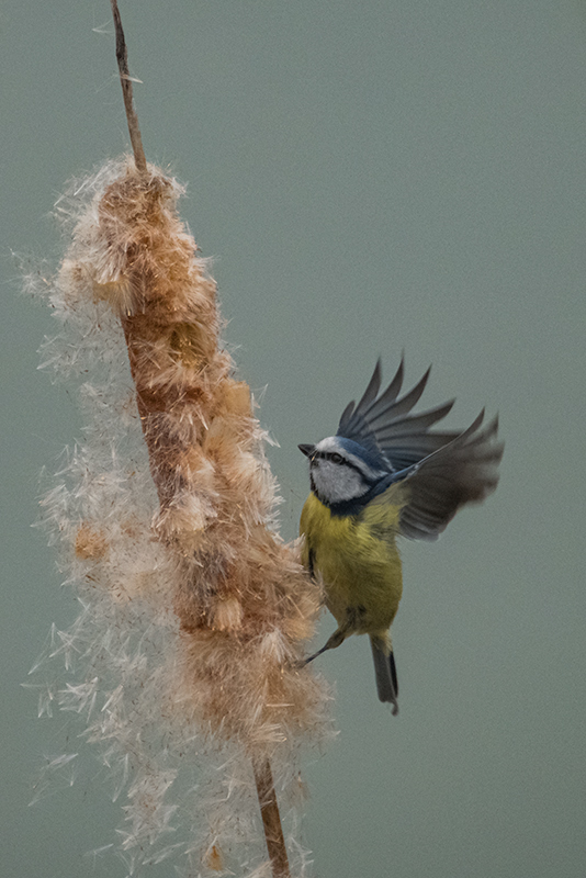 Mallerenga blava (Cyanistes caeruleus)