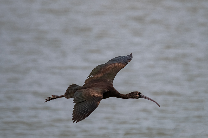 Capó reial, (plegadis falcinellus)