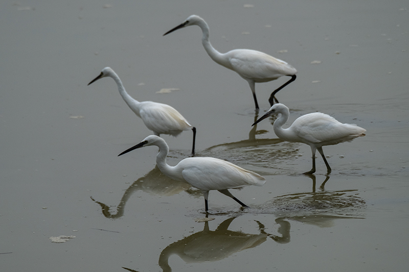 Martinet blanc (Egretta garzetta)