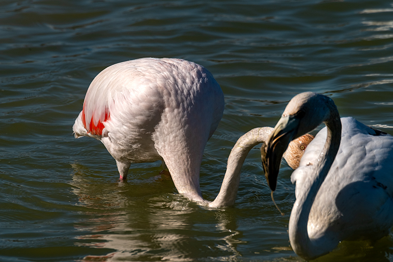 Flamenc (Phoenicopterus ruber).