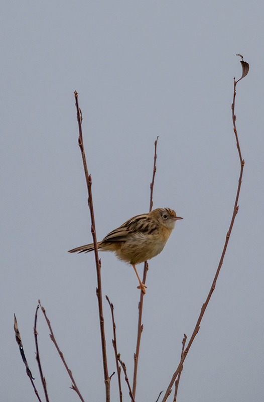 Trist (Cisticola juncidis)